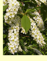 Черемуха (Prunus padus L.) Черемуха (Prunus padus L.)